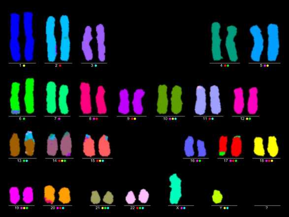 multicolor fluorescent in situ hibridization karyogram title image