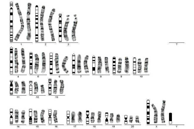 Karyogram of a rat cell, G-banded according to Levan (1974) image