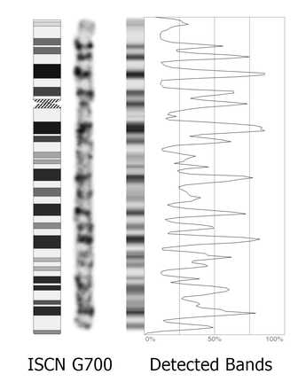 Chromosome classification image