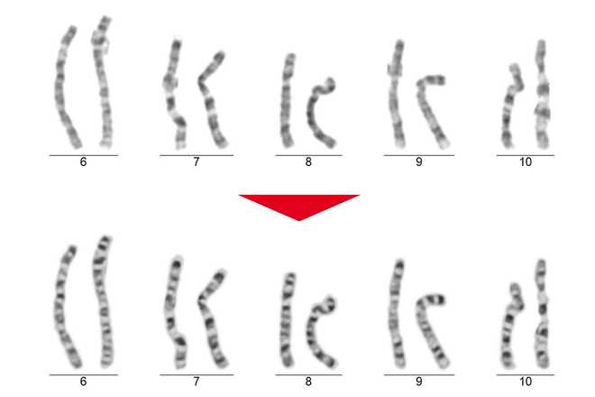 Chromosome enhancements image