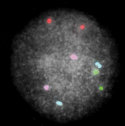 Blastomere with enhanced contrast image