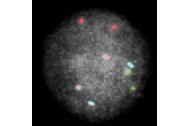 Blastomere with enhanced contrast image