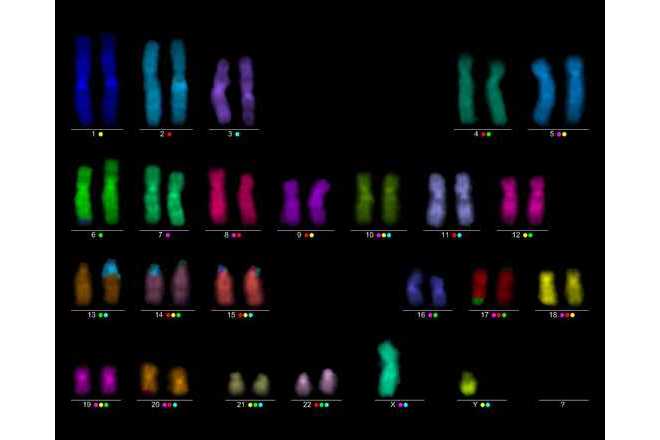 mfish karyogram pseudo colors image
