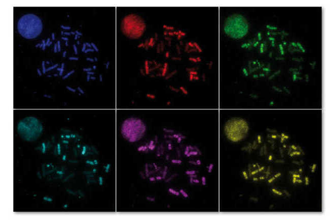 mfish separate channels image