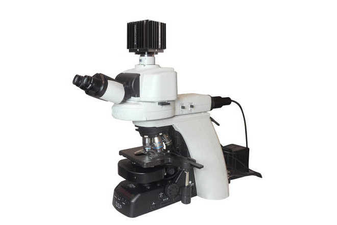 Nikon Microscope, LUCIA Camera image