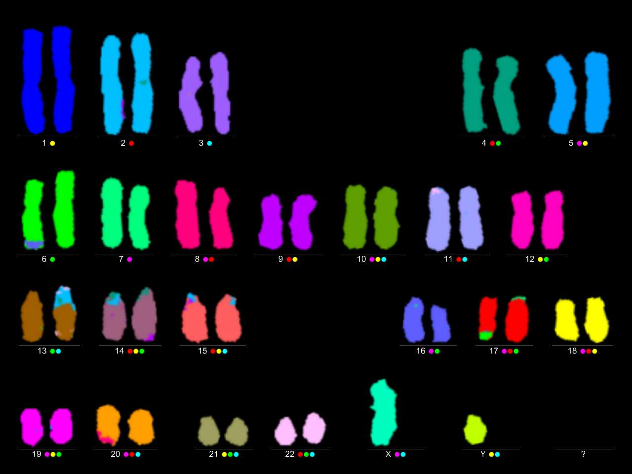 multicolor fluorescent in situ hibridization karyogram title image
