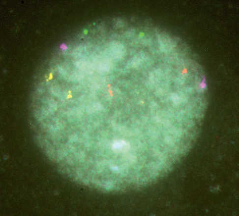 pgd 3 image