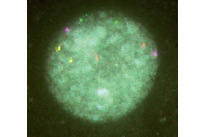 pgd 3 image