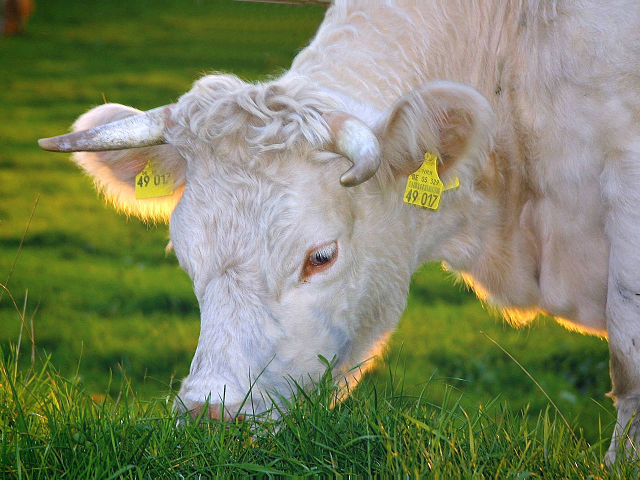 white cattle image